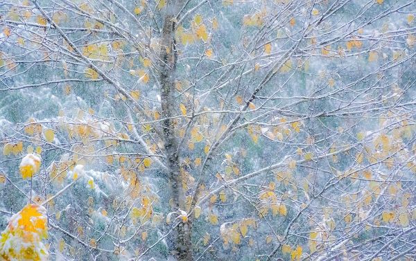 Gulin, Sylvia 아티스트의 Washington State-Sammamish fresh Autumn snowfall on Fall Colored Japanese Cherry trees작품입니다.